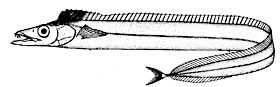 Lepidopus caudatus_claves.jpg